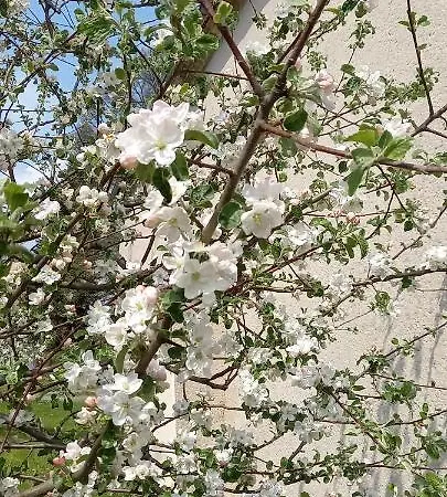 Mit Bergblick 아파트